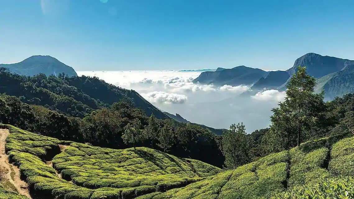 Warming Nilgiri frost teas