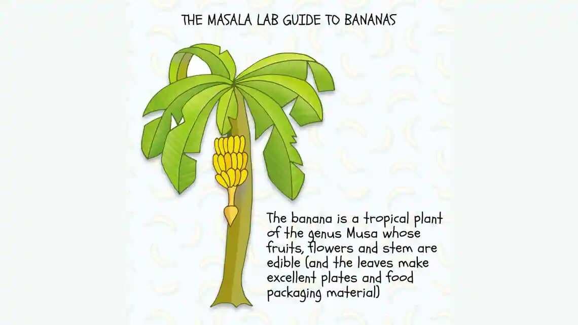 Food science goes bananas