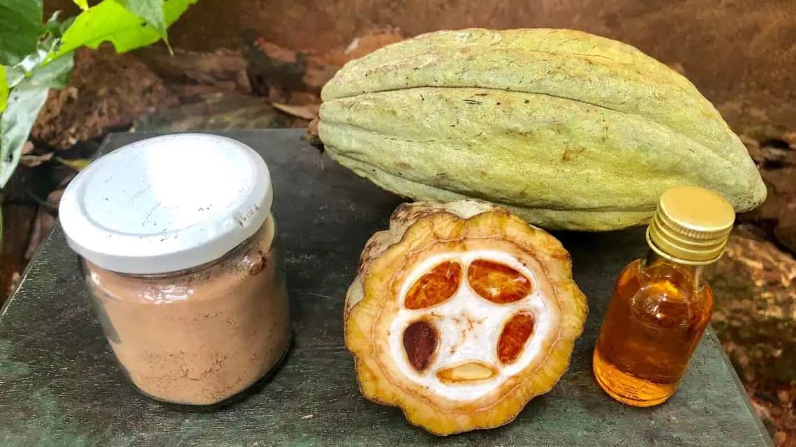 Get to know the cacao fruit beyond chocolate