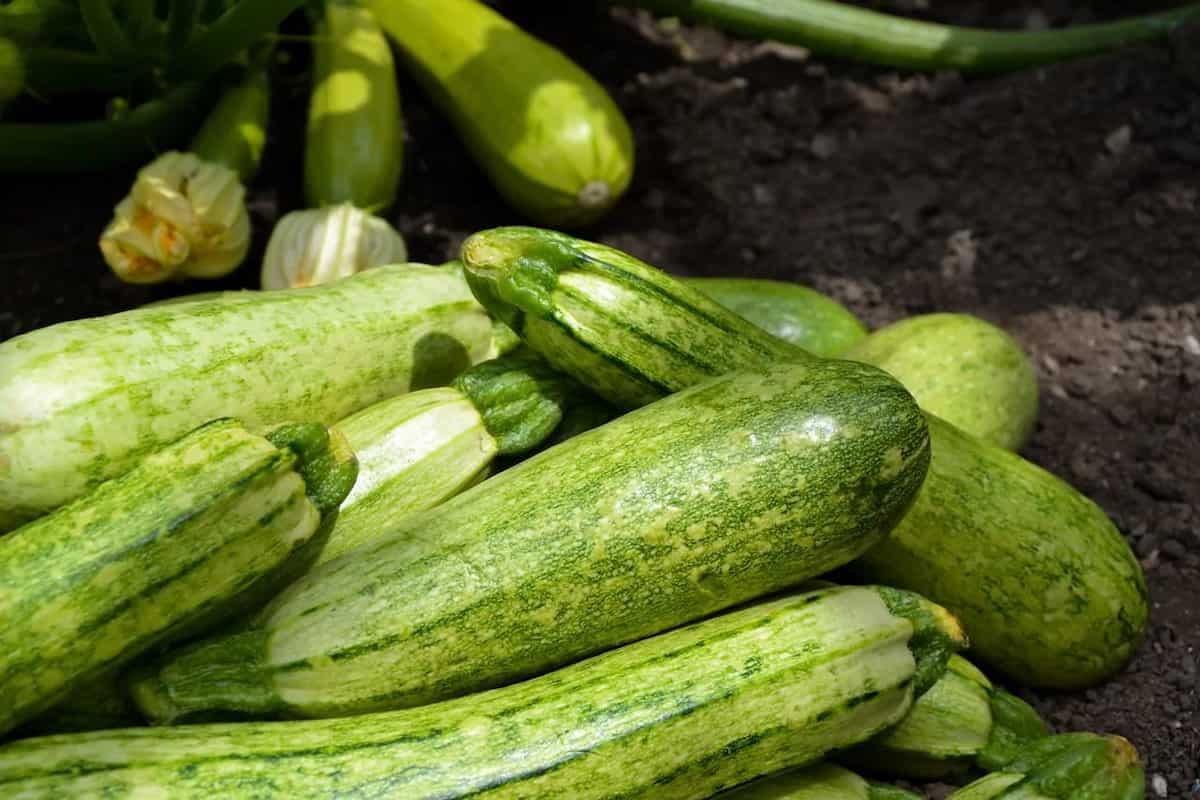 Viral: UK Farmer Grows The ‘World’s Longest Cucumber’