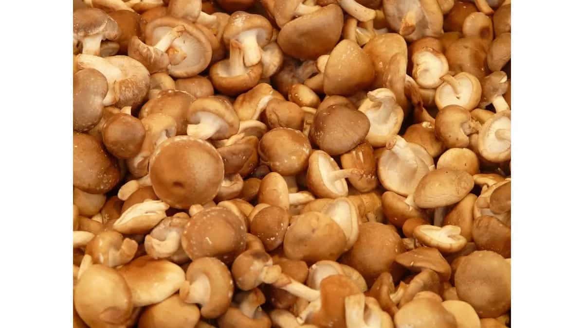 Mushrooms Beyond Magic: Exploring Lesser-Known Fungi Varieties