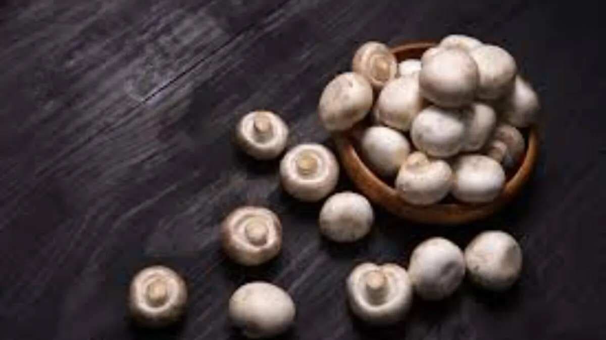 8 Types Of Edible Mushrooms You Should Know