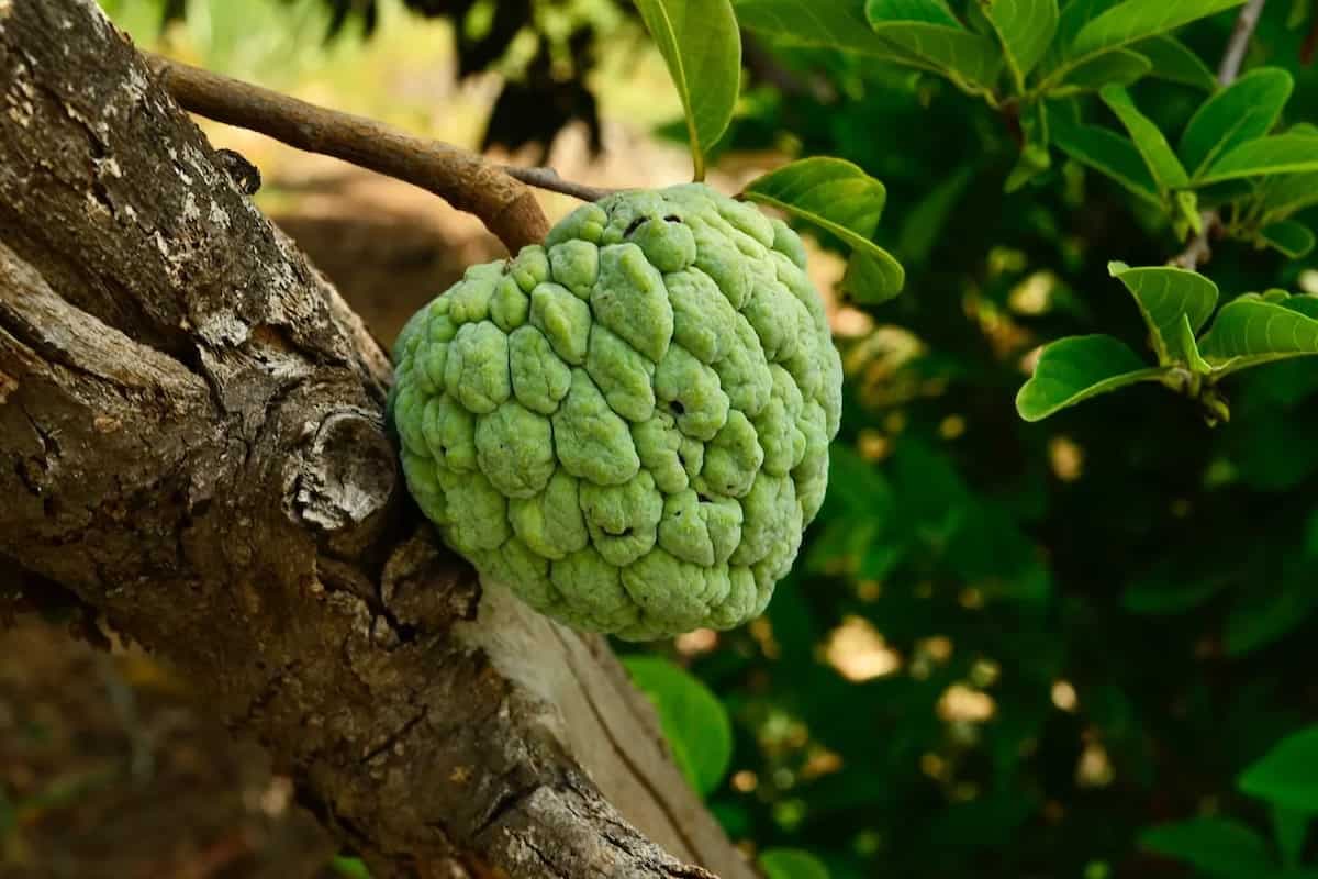 Sitaphal For Good Health: 8 Benefits Of Eating Custard Apples