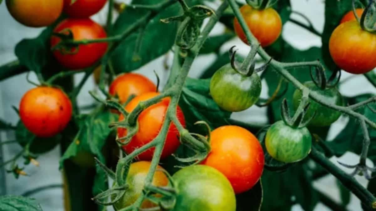 Have A Kitchen Garden? Know The Tips To Grow Your Own Vegetables