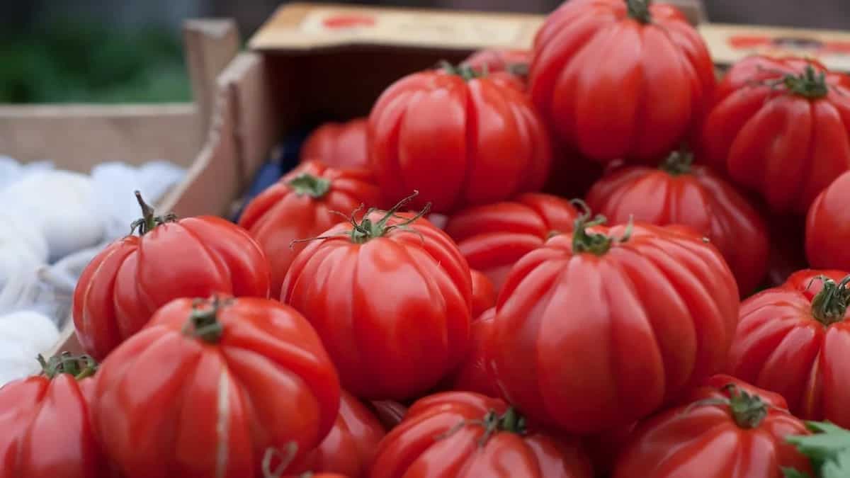  Immunity To Sun Protection, 8 Benefits Of Tomatoes In Summer