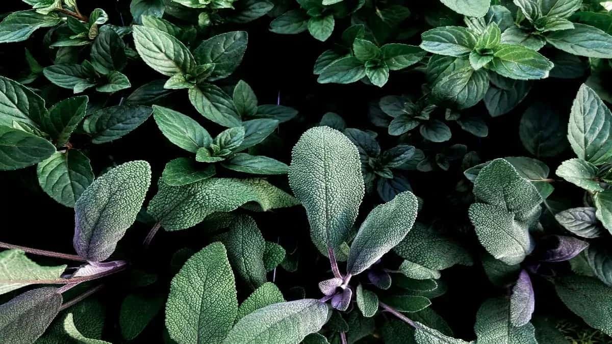 Cleanse Your Body With Sage: 8 Health Benefits To Know About
