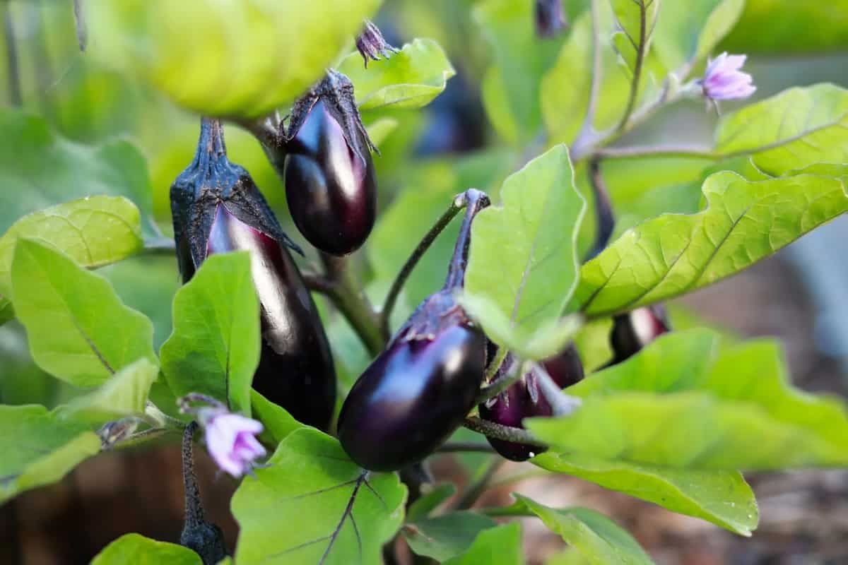 6 Kitchen Garden Food Plants That Are Easiest To Grow