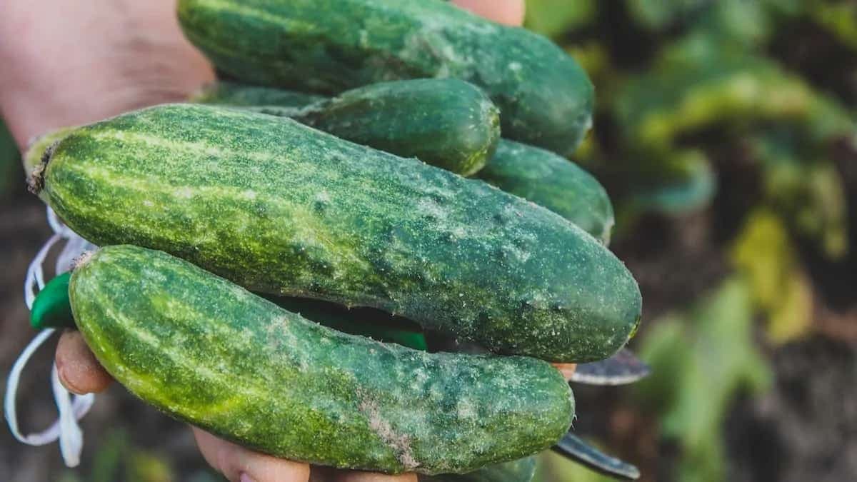 From Kirby To Malabar, 6 Kinds Of Cucumber One Must Try
