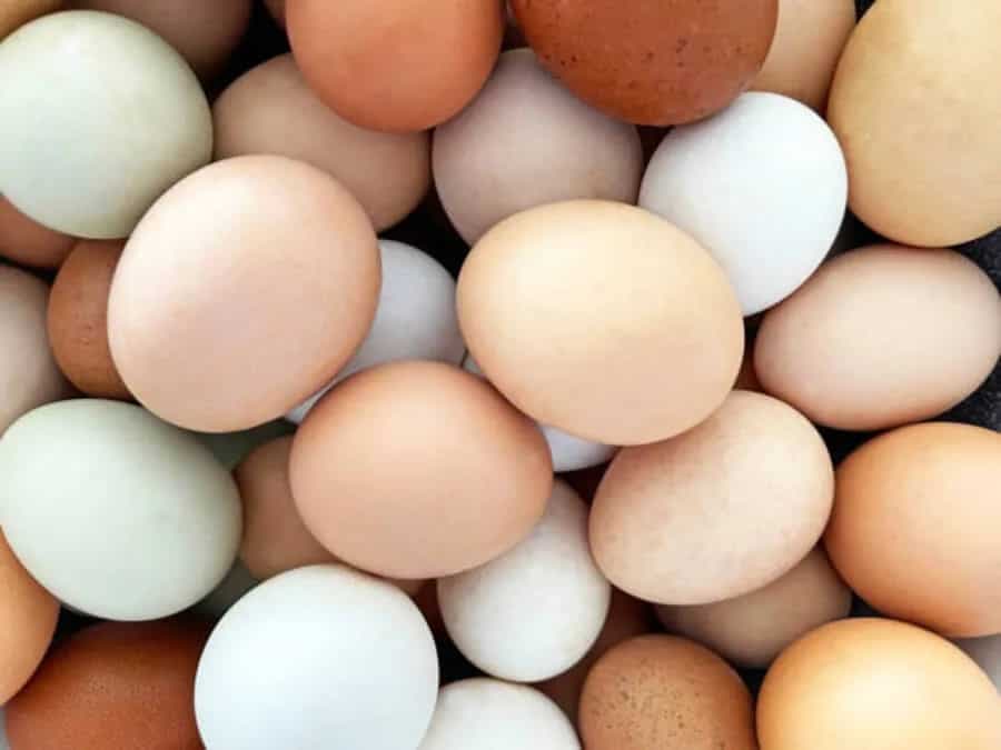 6 Varieties Of Eggs You Should Eat For A Protein Punch