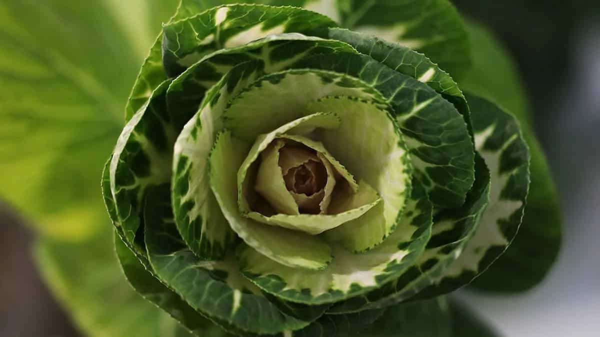 From Red Cabbage to Kale: Exploring 7 Types Of Cabbages