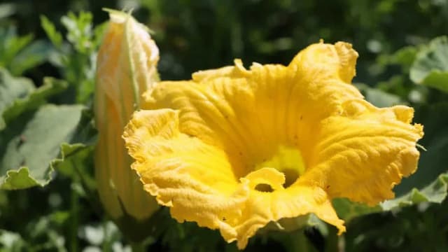 What Is The Pumpkin Flower And 5 Dishes To Make With Them