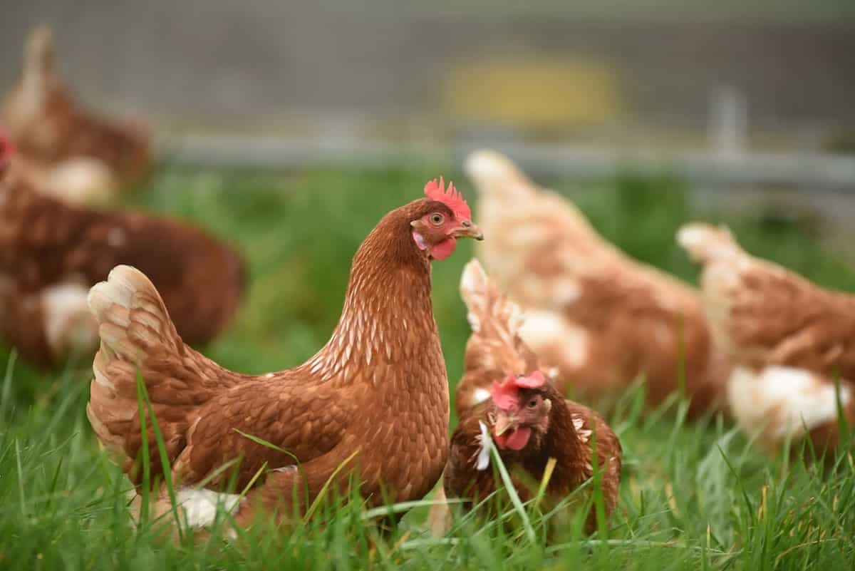 Broiler Chicken For Health: Here’s What Food Science Has To Say