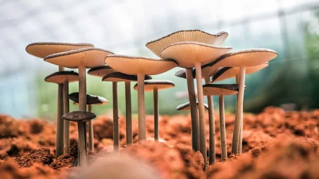 Winter Food: A Beginner’s Guide To Growing Mushrooms At Home