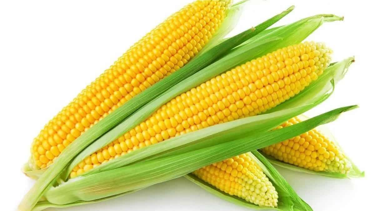 Maize Vs. Millet: Which One Is Healthier?