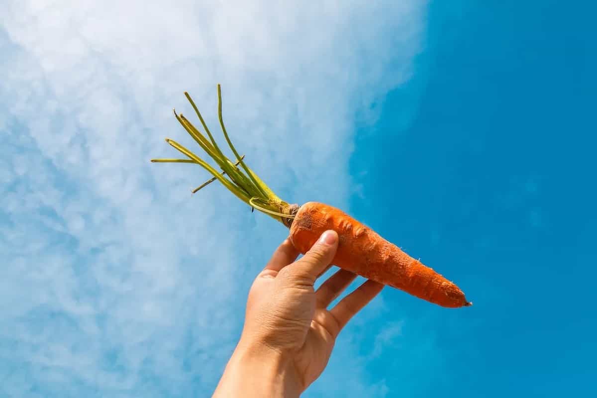 Can Carrots Make You See Better?