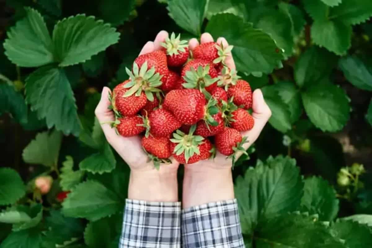 Top Tips You Need To Grow Strawberries In Your Home Garden