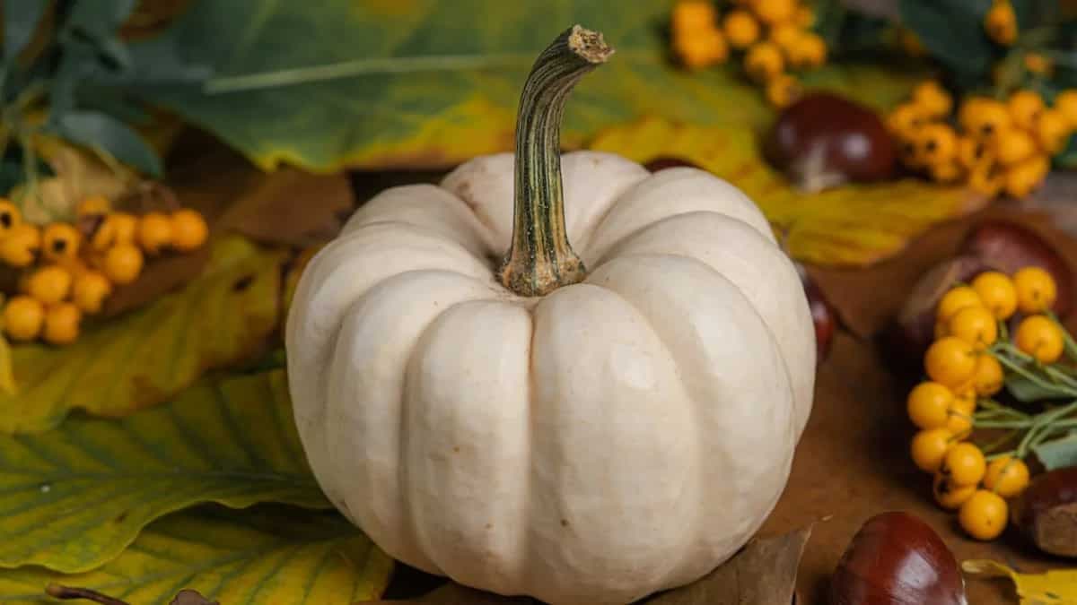 White Pumpkin, The Powerhouse Of Health Benefits