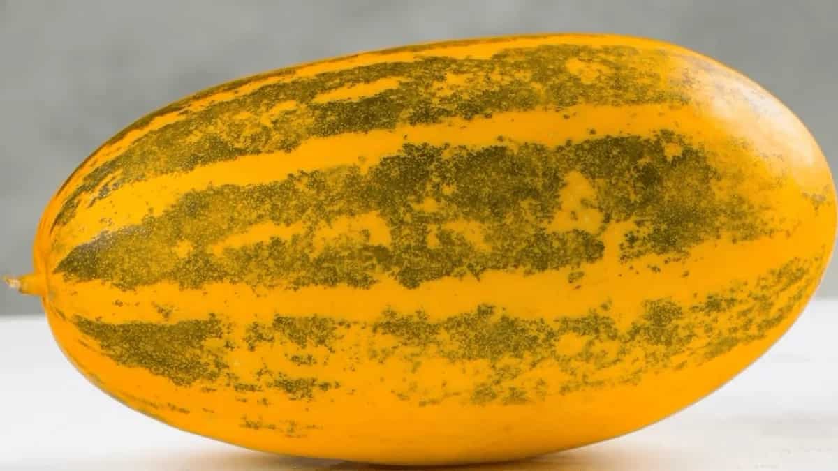Malabar Cucumber: Culinary Use, Health Benefits To Unknown Facts