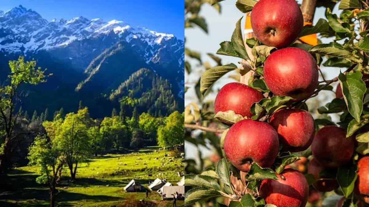 Travelling To Himachal Pradesh? Stock Up On These Foods