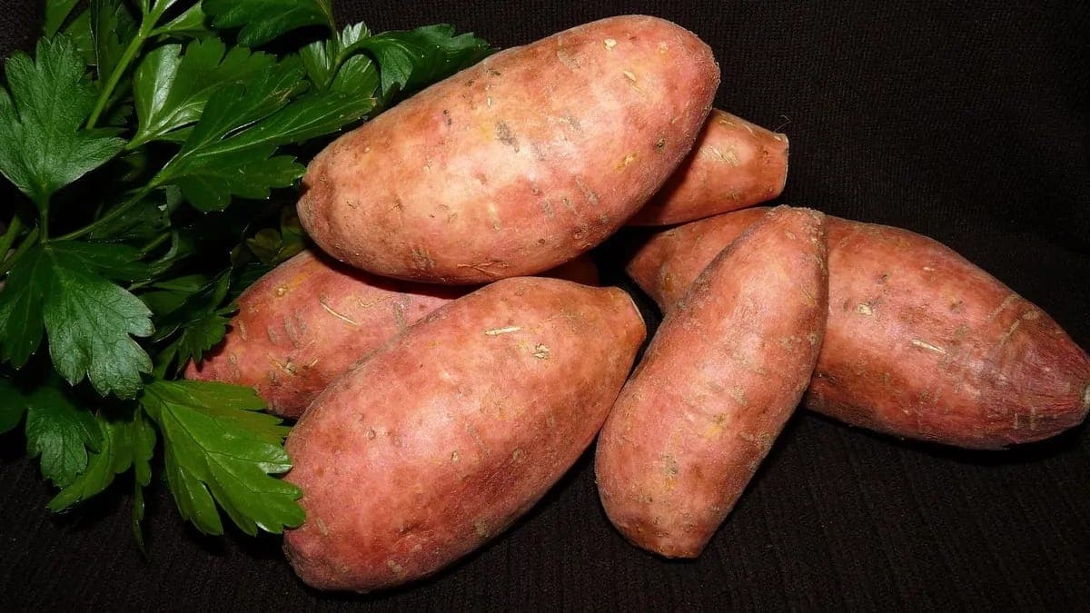 Love Shakarkandi In Winters? Here Are Benefits Of Sweet Potatoes