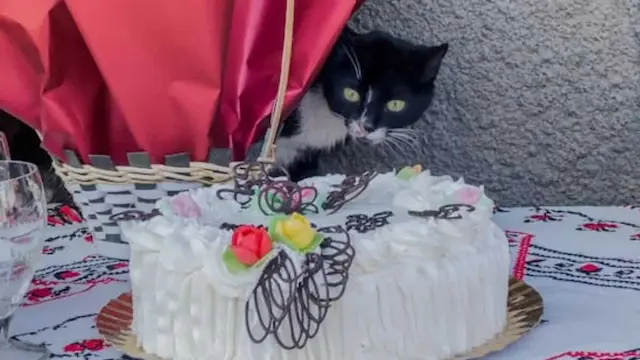 5 Pet-Friendly Christmas Cake Spreading Joy To Whiskers & Paws