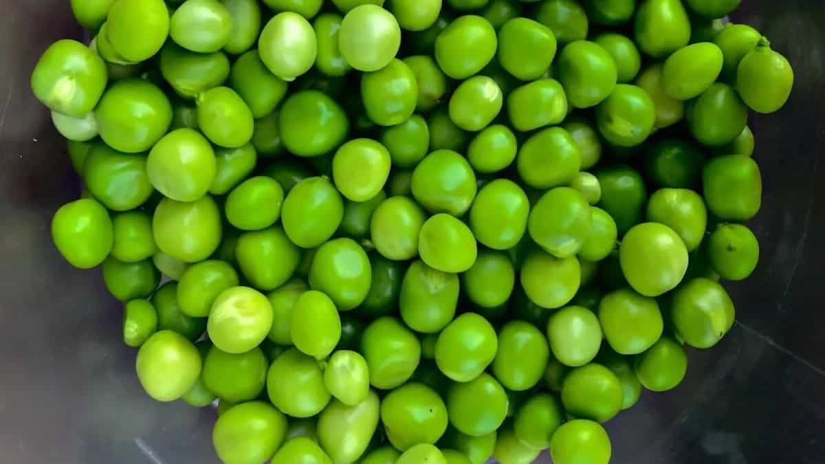 Green Peas