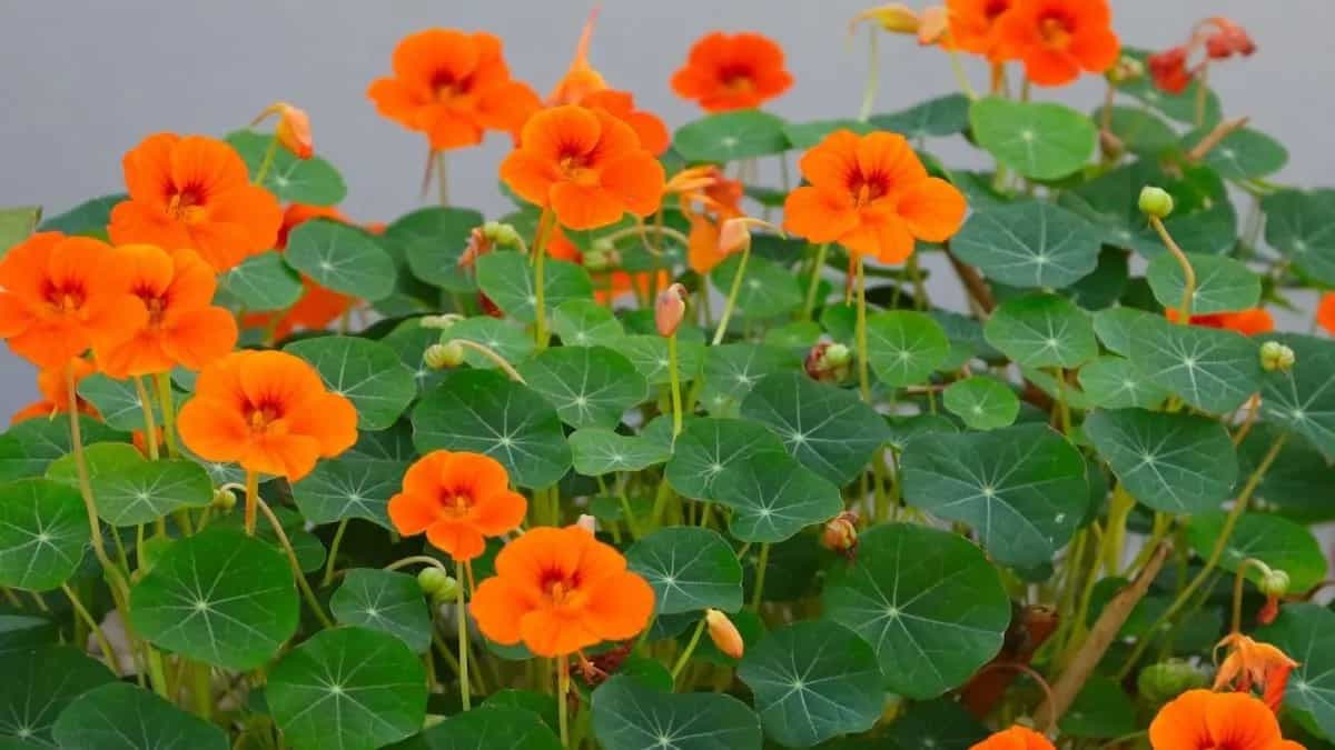 Nasturtiums