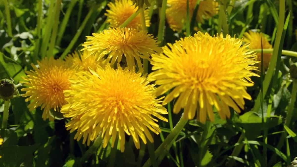 Dandelions 
