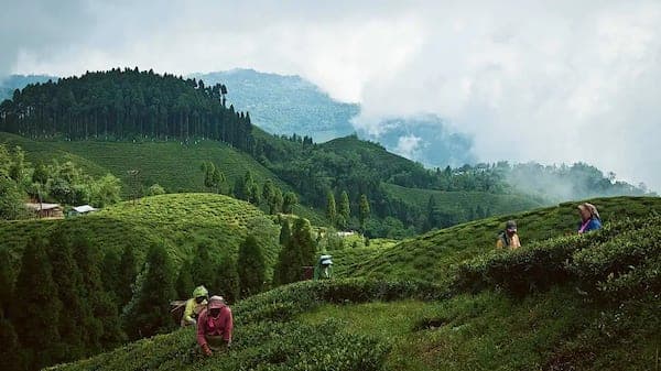The legend of Darjeeling teas