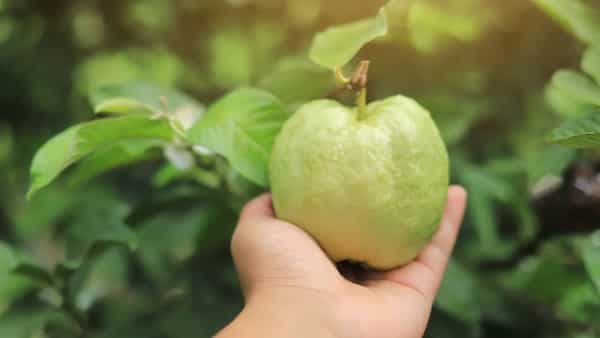 Guavas can boost fertility. Eat it raw or try this chutney and chaat