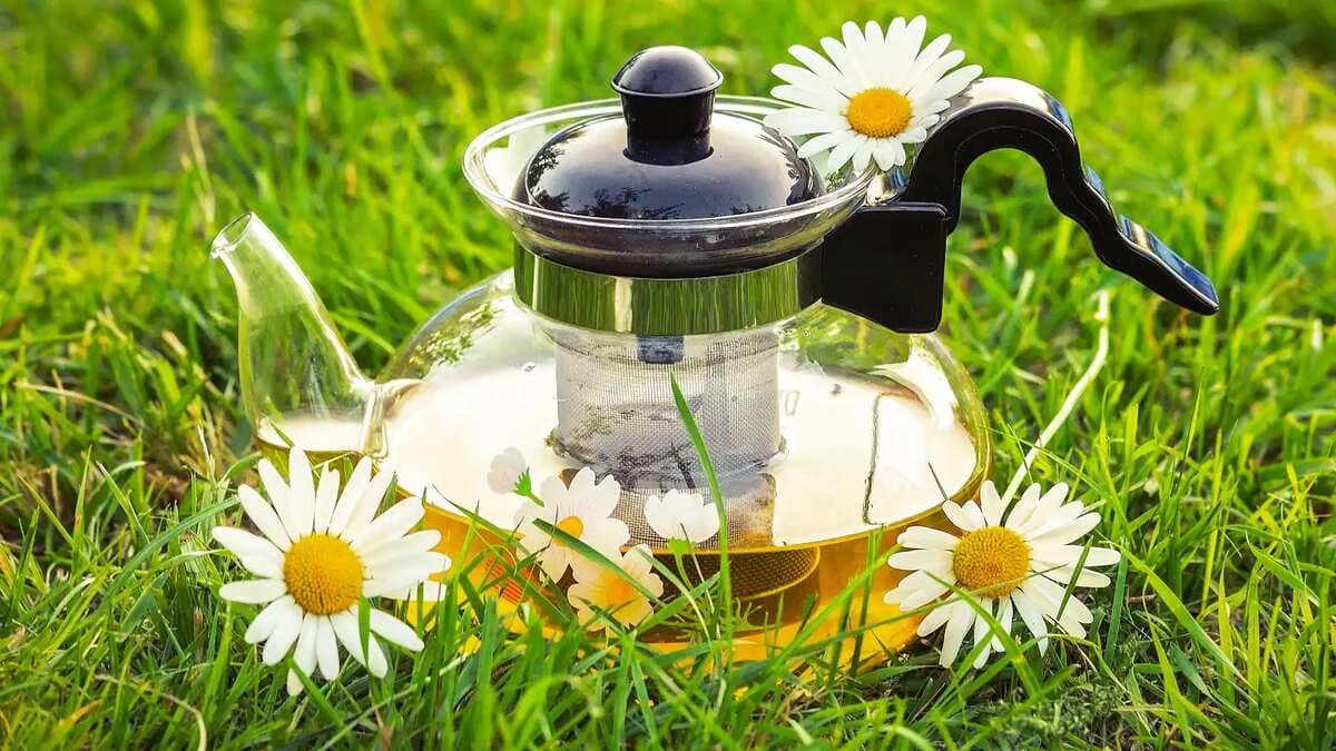 Here’s spilling the tea on how chamomile tea can improve your mental well-being