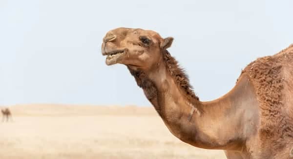 A food historian explains the growing interest in camel milk