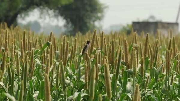A food historian on why millets matter for India