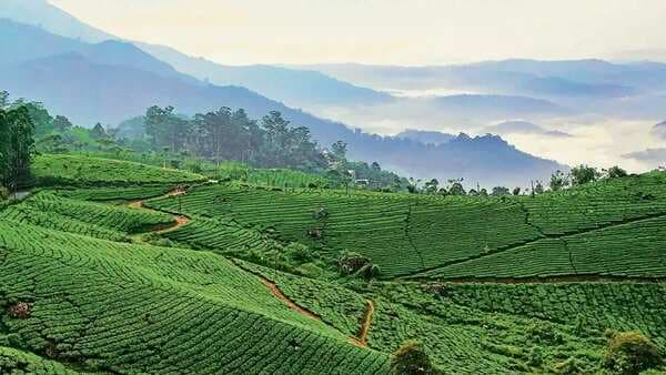 How to pick a Darjeeling tea