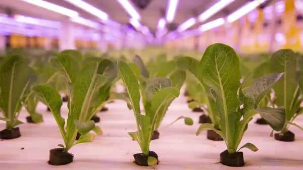 In photos: The growth cycle of plants in a hydroponic farm