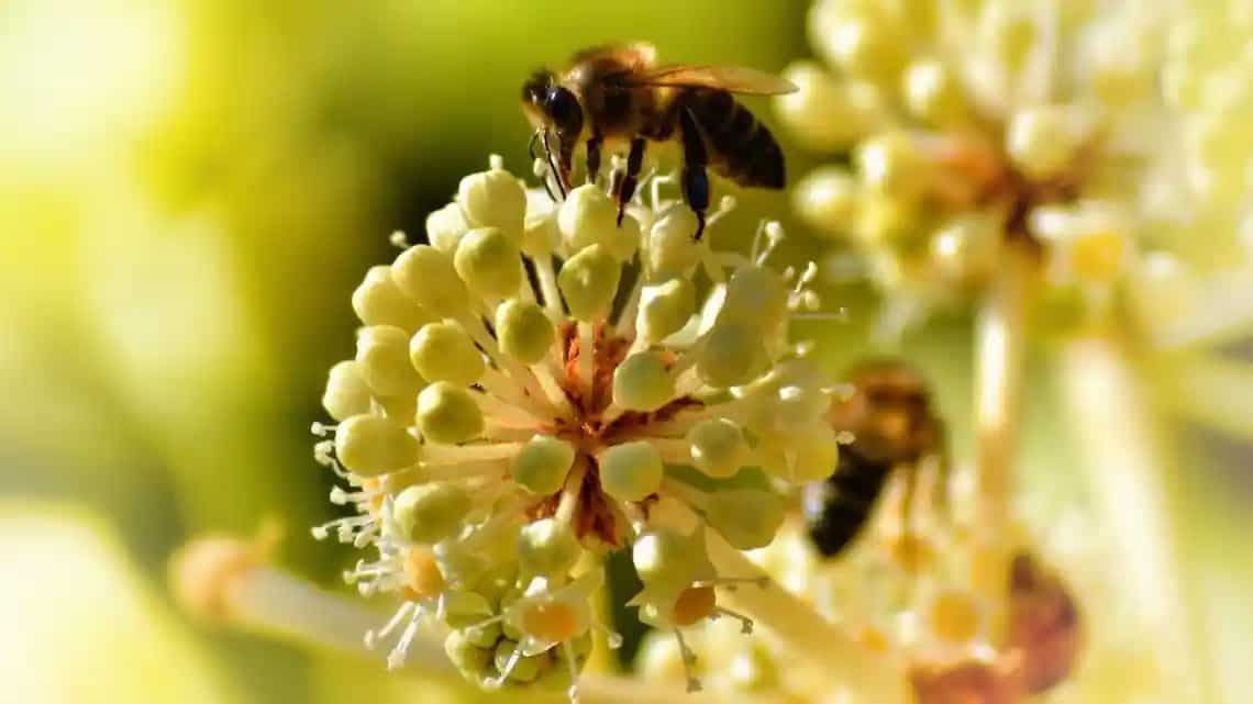The link between food, bees and mass extinction