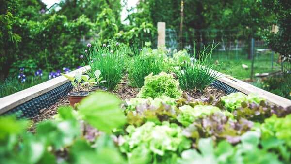 Go Organic: Tips To Build Your Own Kitchen Garden