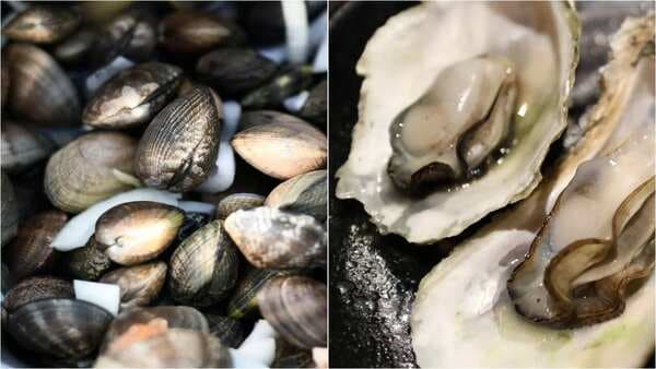Do Clam And Oyster Look Alike? Know The Difference Once And For All!
