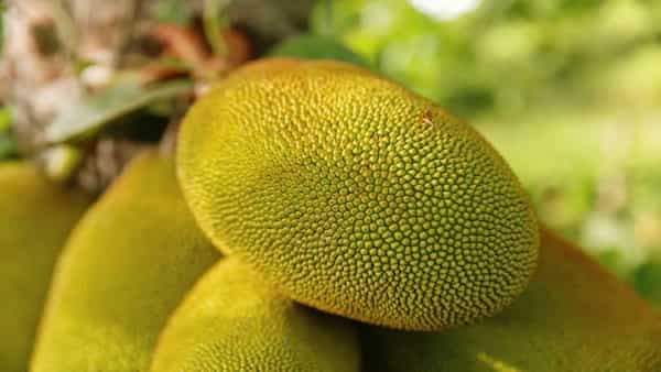 The Health Granting Power Of Green Jackfruit Flour