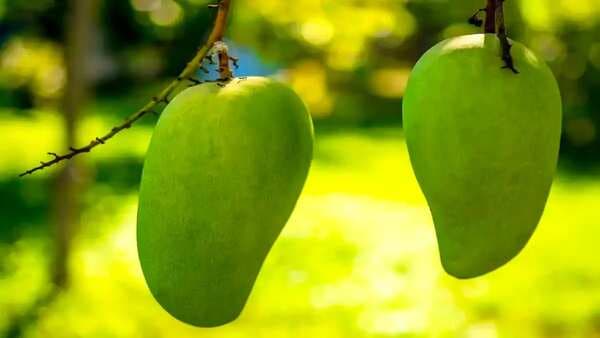 Langra Aam: How One Of India's Favourite Mango Was Named?