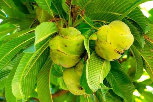 9 Lesser-Known Indian Fruits You Must Know Of