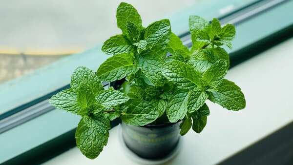 Grow These 5 Culinary Herbs At Home Without Soil 