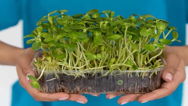 Diet Trend: Everything you need to know about Microgreens