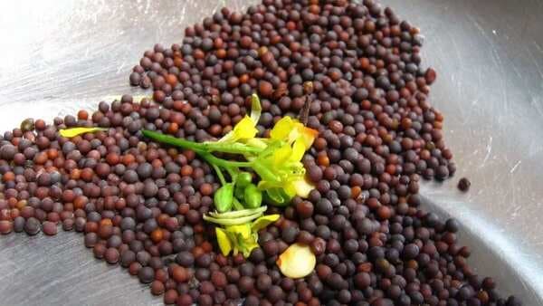 Add The Miracle Mustard Seeds To Your Daily Diet