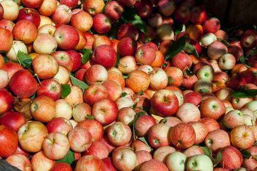 This American Man Started Apple Cultivation In Himachal Pradesh