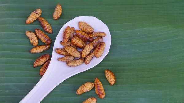 Try Some Crispy Fried Silkworms With This Naga Recipe