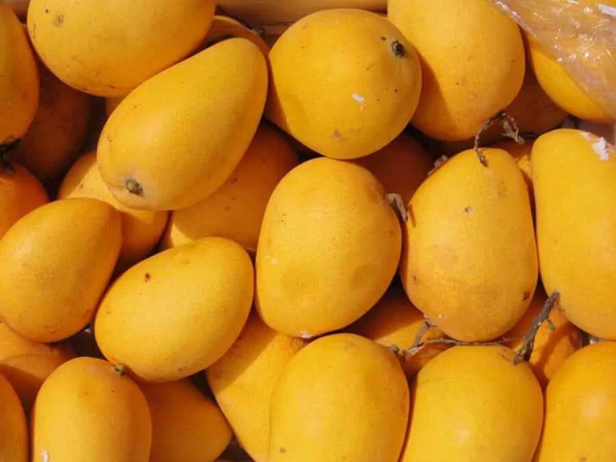 Mango Lovers, Here Are Some Intriguing Facts About The ‘King Of Fruits’