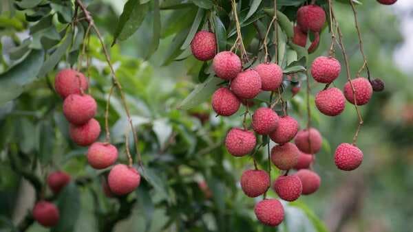 Assam’s GI-Tagged ‘Tezpur Litchi’ To Be Exported To London