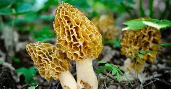 Morel Mushroom: The Incredible, Treasure Ingredient From Kashmir