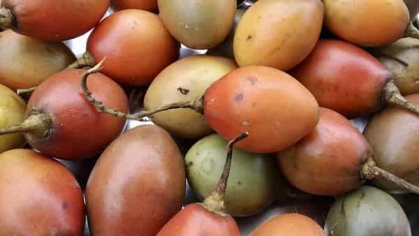 All You Need To Know About The Naga Tree Tomato